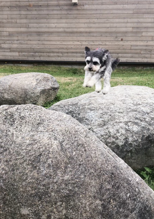 Maxie the SuperDog?